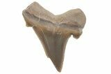 Bargain, Fossil Ginsu Shark (Cretoxyrhina) Tooth - Kansas #219156-1